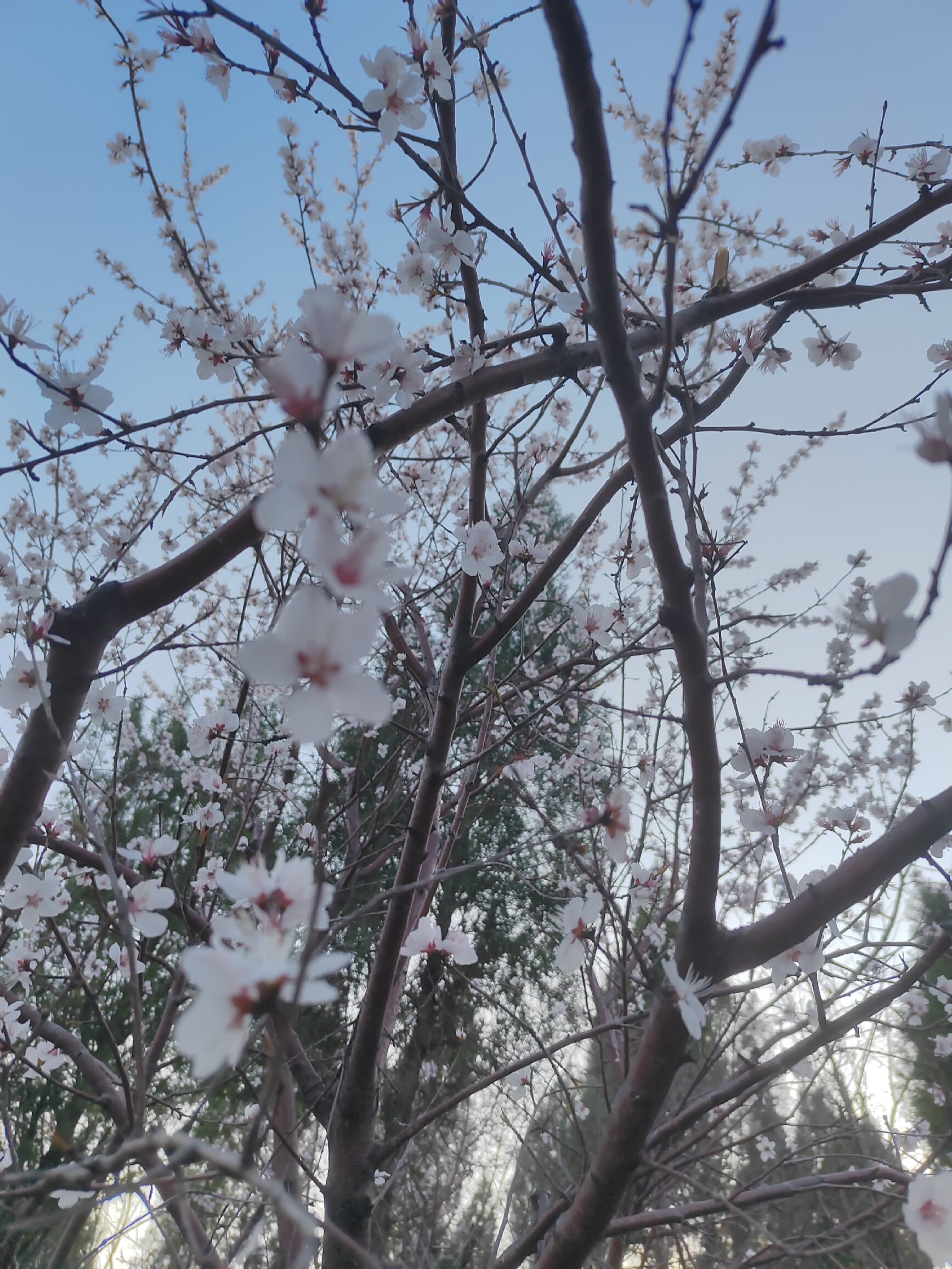春登玉阳山​