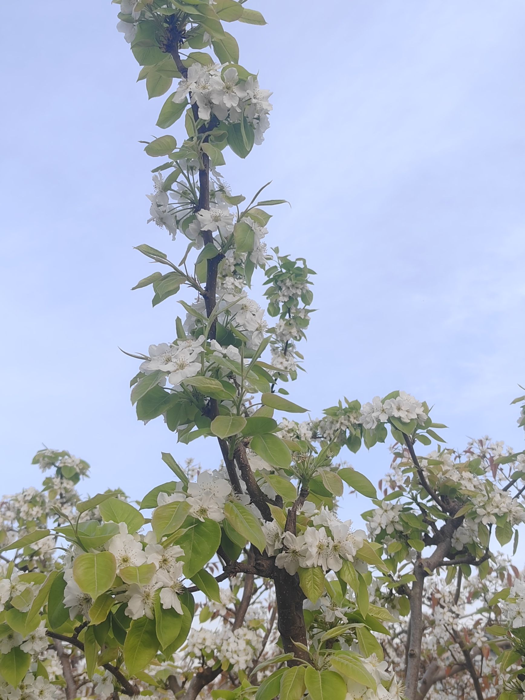 相约会盟赏梨花